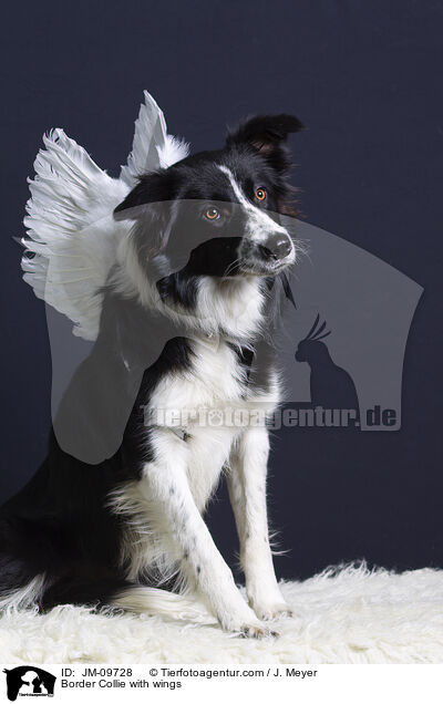 Border Collie with wings / JM-09728