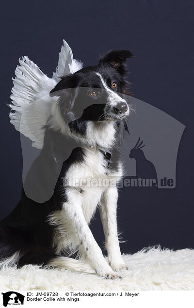 Border Collie mit Flgeln / Border Collie with wings / JM-09728