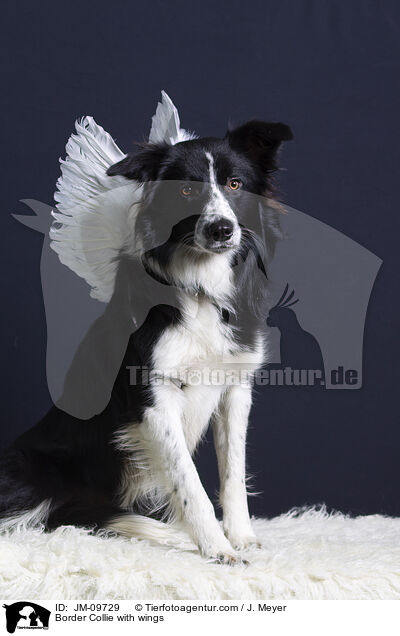 Border Collie with wings / JM-09729