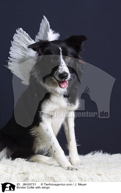 Border Collie with wings / JM-09731