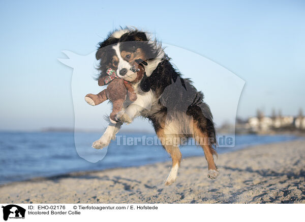 tricolored Border Collie / EHO-02176