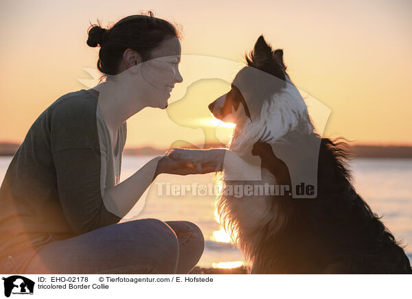 tricolorer Border Collie / tricolored Border Collie / EHO-02178