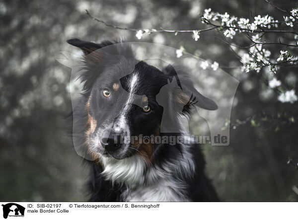 Border Collie Rde / male Border Collie / SIB-02197