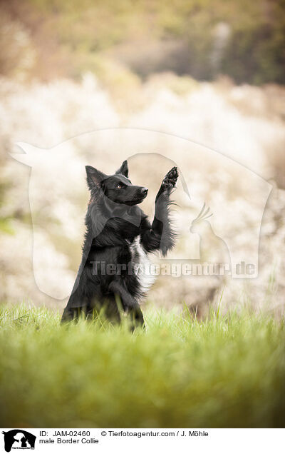 Border Collie R�de / male Border Collie / JAM-02460