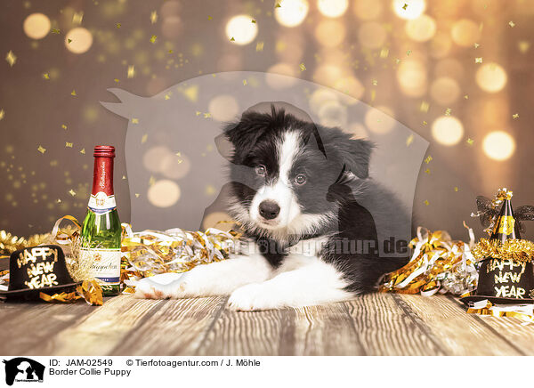 Border Collie Welpe / Border Collie Puppy / JAM-02549