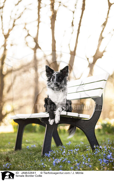 Border Collie Hndin / female Border Collie / JAM-02641
