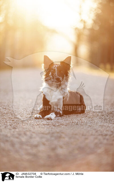 Border Collie Hndin / female Border Collie / JAM-02708