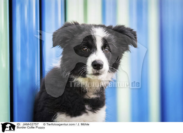 Border Collie Welpe / Border Collie Puppy / JAM-02757