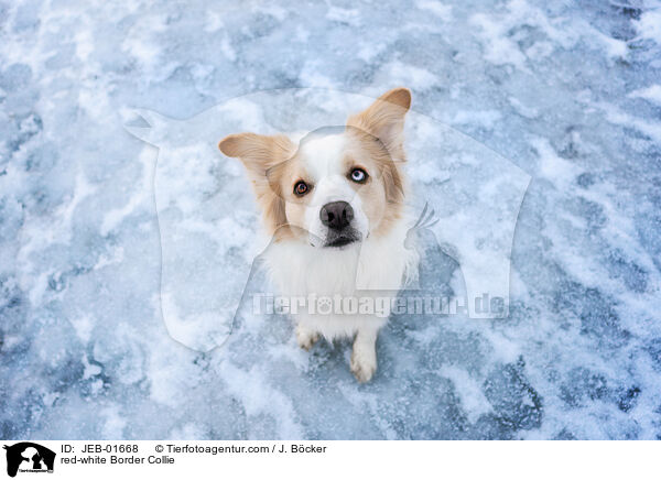 rot-weier Border Collie / red-white Border Collie / JEB-01668