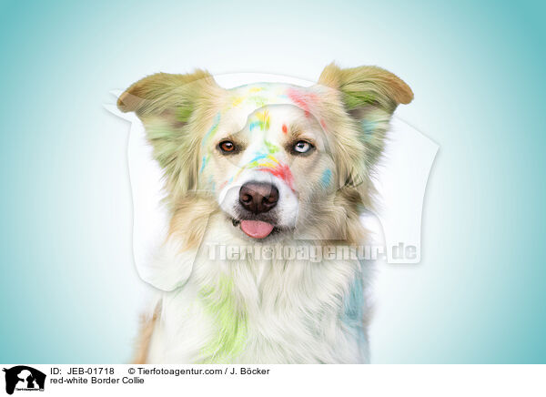 rot-weier Border Collie / red-white Border Collie / JEB-01718