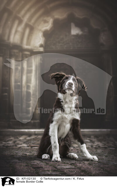 Border Collie Hndin / female Border Collie / KFI-02130