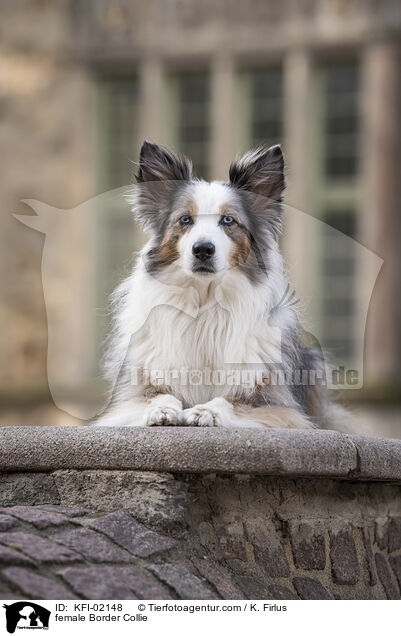 Border Collie Hndin / female Border Collie / KFI-02148
