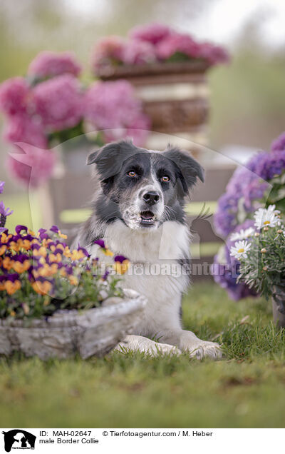 Border Collie Rde / male Border Collie / MAH-02647