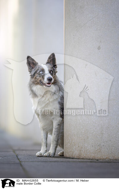 Border Collie Rde / male Border Collie / MAH-02655