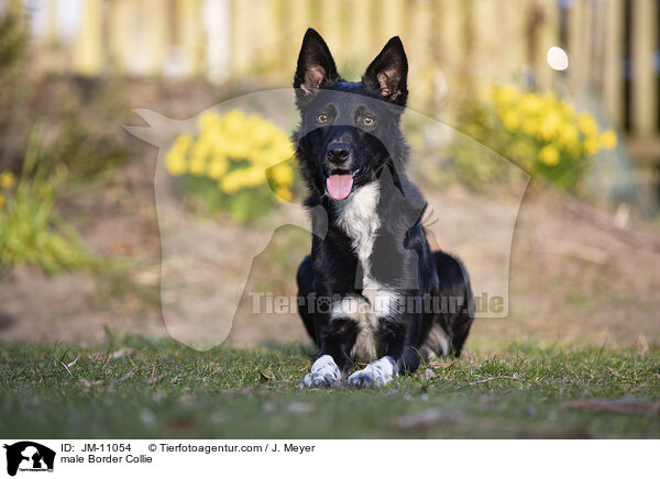Border Collie Rde / male Border Collie / JM-11054