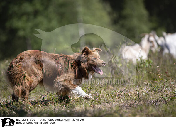 Border Collie mit Burenziegen / Border Collie with Buren boer / JM-11065