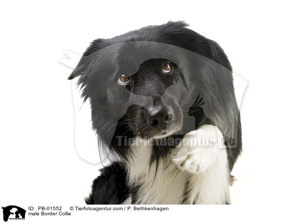 Border Collie Rde / male Border Collie / PB-01552