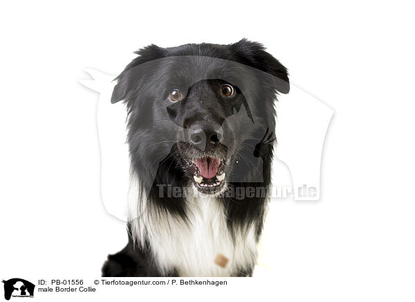 Border Collie Rde / male Border Collie / PB-01556