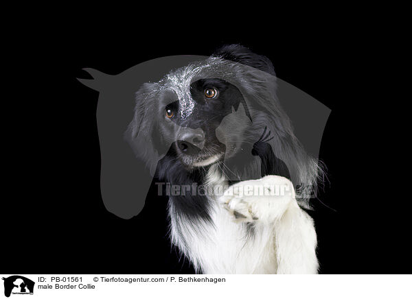 Border Collie R�de / male Border Collie / PB-01561