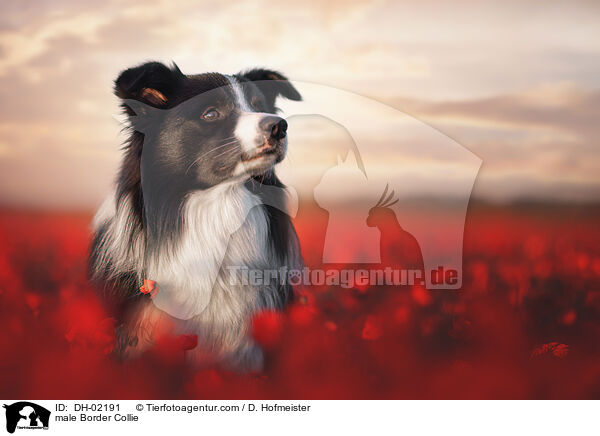 Border Collie Rde / male Border Collie / DH-02191