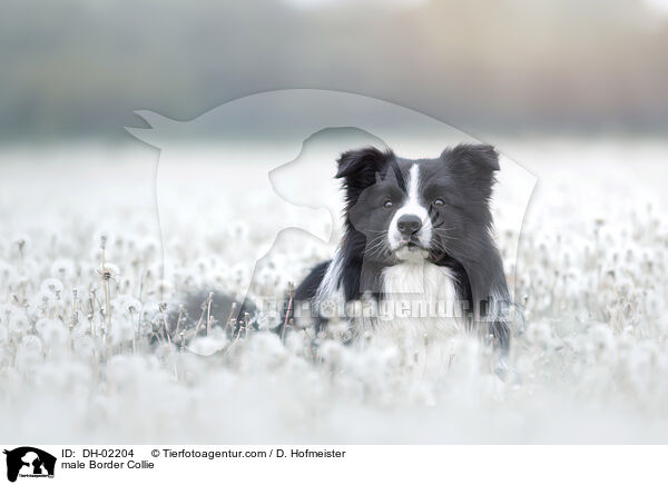 Border Collie Rde / male Border Collie / DH-02204