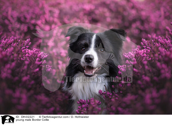 junger Border Collie Rde / young male Border Collie / DH-02221