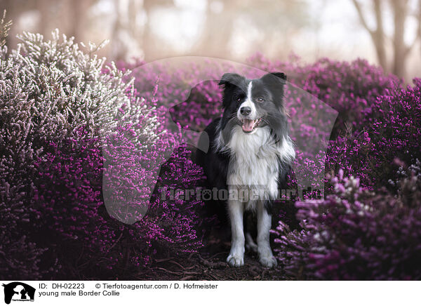 junger Border Collie Rde / young male Border Collie / DH-02223
