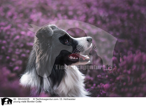 junger Border Collie Rde / young male Border Collie / DH-02225