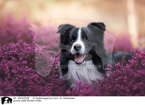 junger Border Collie Rde / young male Border Collie / DH-02229