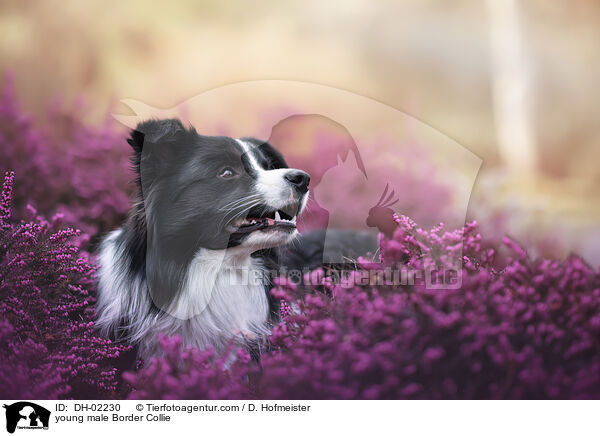junger Border Collie Rde / young male Border Collie / DH-02230