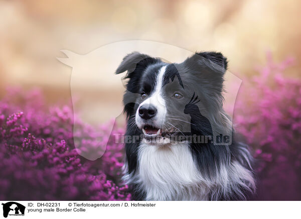 junger Border Collie Rde / young male Border Collie / DH-02231