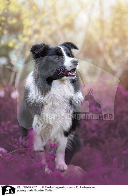 junger Border Collie Rde / young male Border Collie / DH-02237