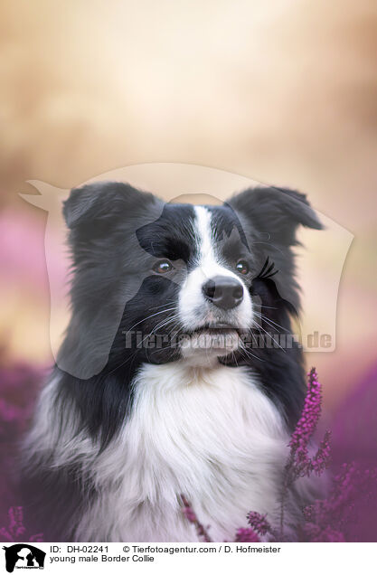 junger Border Collie Rde / young male Border Collie / DH-02241