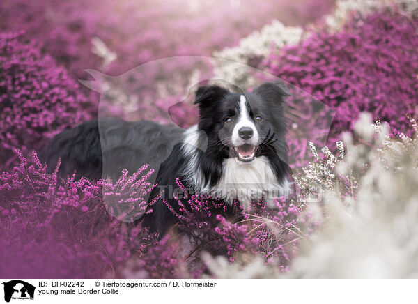 junger Border Collie Rde / young male Border Collie / DH-02242