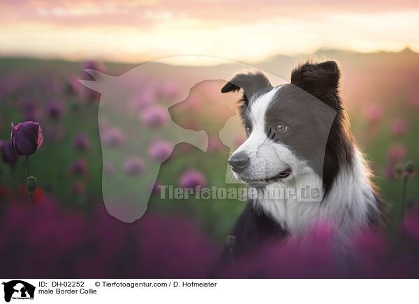 Border Collie Rde / male Border Collie / DH-02252