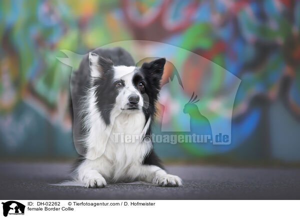 Border Collie Hndin / female Border Collie / DH-02262