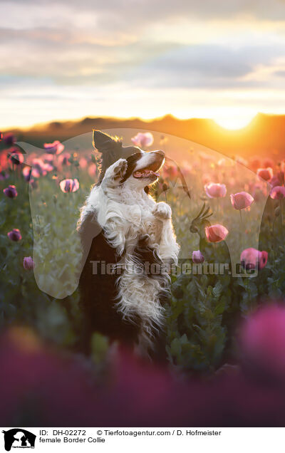 Border Collie Hndin / female Border Collie / DH-02272