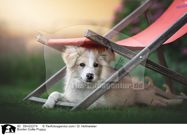 Border Collie Welpe / Border Collie Puppy / DH-02274