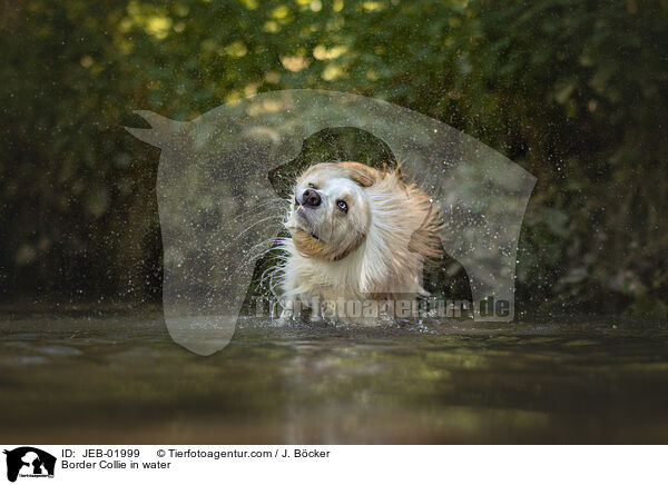 Border Collie im Wasser / Border Collie in water / JEB-01999