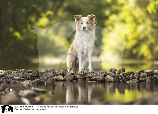 Border Collie am Wasser / Border Collie on the shore / JEB-02082