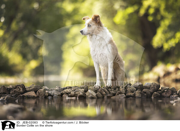 Border Collie am Wasser / Border Collie on the shore / JEB-02083