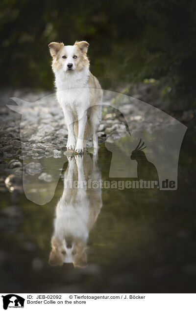 Border Collie am Wasser / Border Collie on the shore / JEB-02092