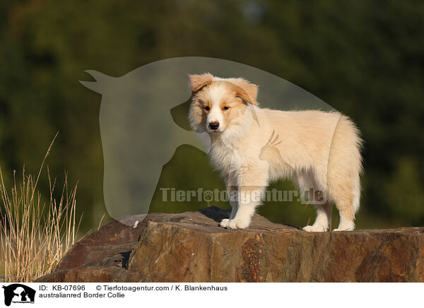 australianred Border Collie / australianred Border Collie / KB-07696