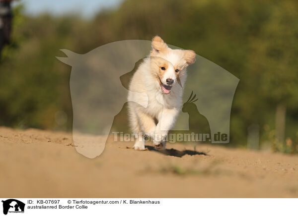 australianred Border Collie / australianred Border Collie / KB-07697