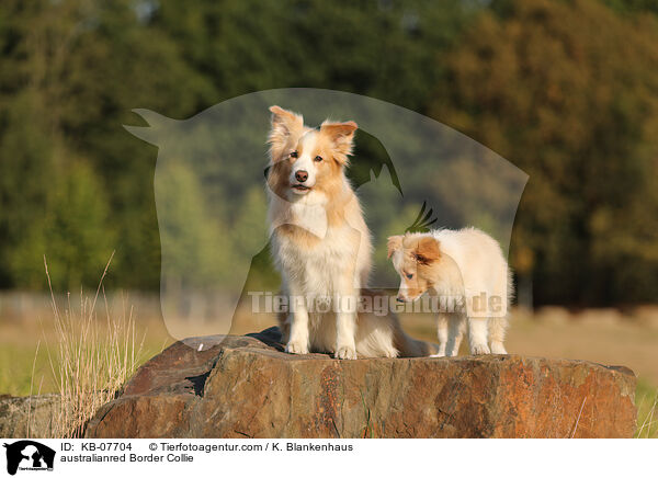 australianred Border Collie / australianred Border Collie / KB-07704