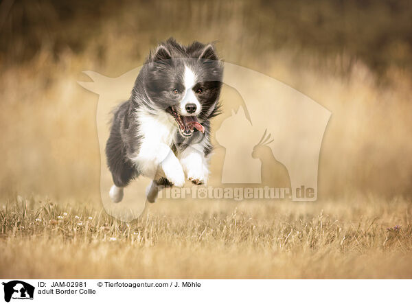 ausgewachsener Border Collie / adult Border Collie / JAM-02981