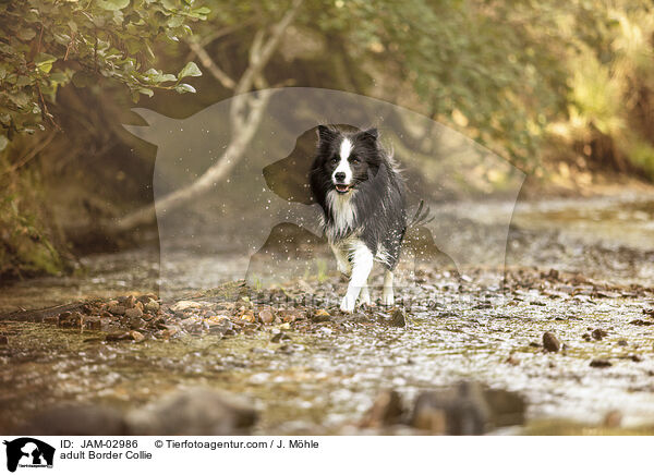 ausgewachsener Border Collie / adult Border Collie / JAM-02986