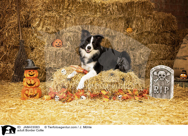 ausgewachsener Border Collie / adult Border Collie / JAM-03083