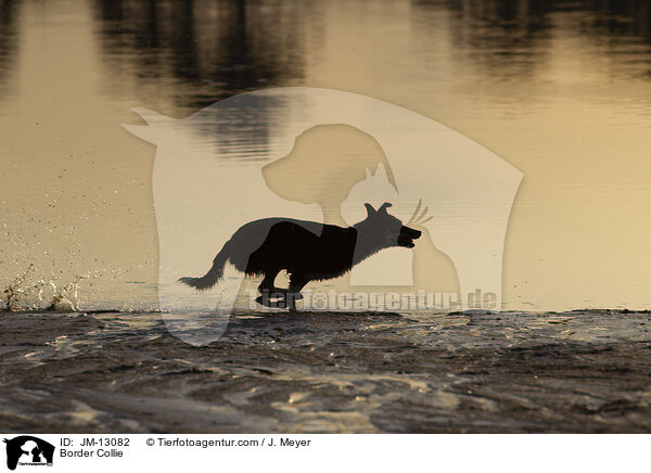 Border Collie / Border Collie / JM-13082