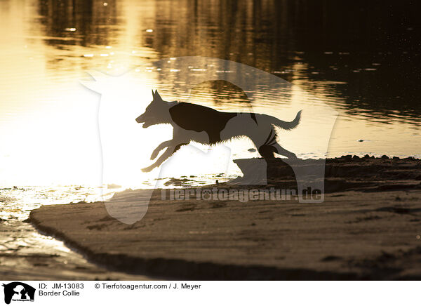 Border Collie / Border Collie / JM-13083